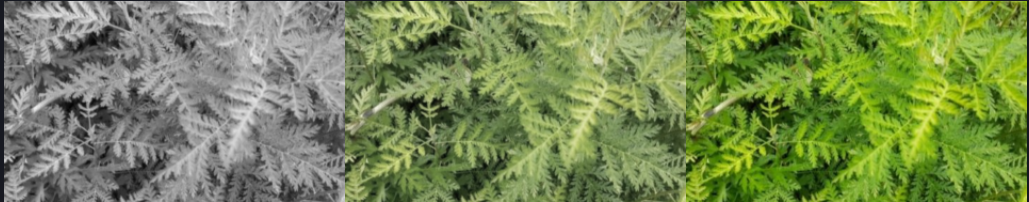 herb-wormwood