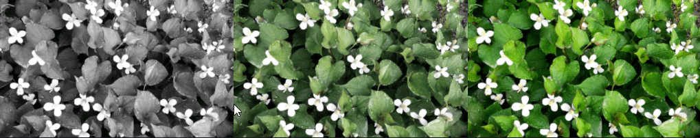 herb-houttuynia-cordata