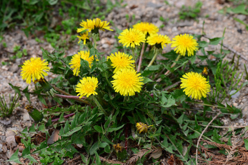 herb-dandelion