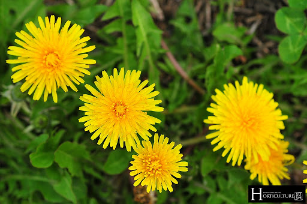 Korean dandelion