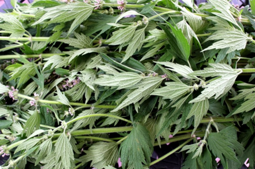 herb-motherwort 효능