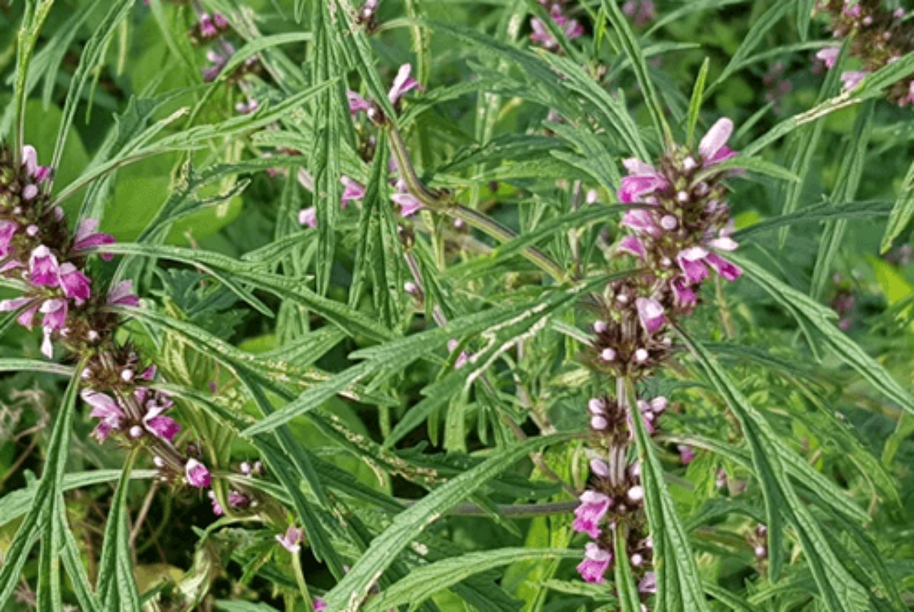 herb-motherwort